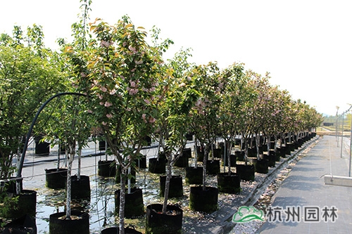 pg电子模拟器(中国)官方网站