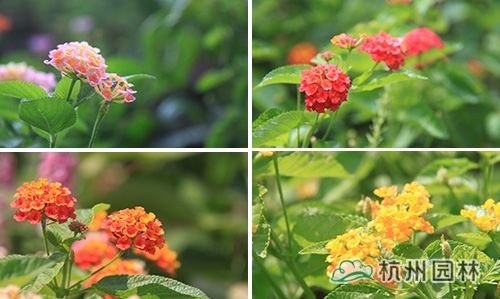pg电子模拟器(中国)官方网站