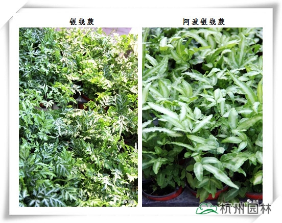 pg电子模拟器(中国)官方网站