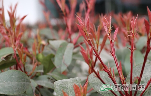 pg电子模拟器(中国)官方网站