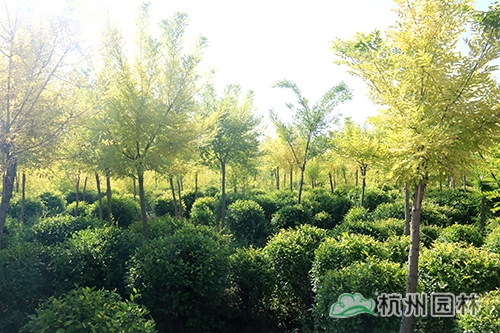 pg电子模拟器(中国)官方网站