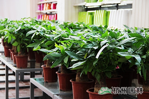 pg电子模拟器(中国)官方网站