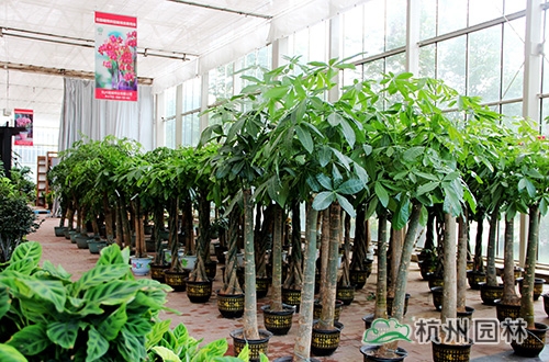 pg电子模拟器(中国)官方网站