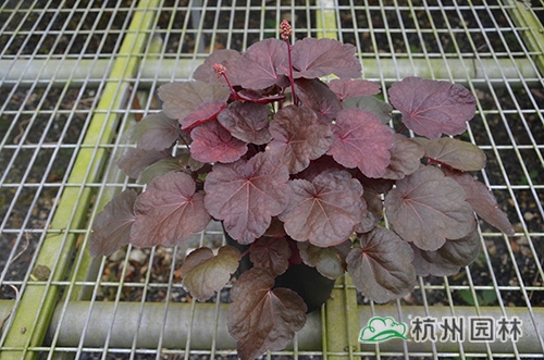 pg电子模拟器(中国)官方网站