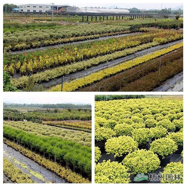 pg电子模拟器(中国)官方网站