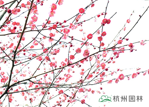 pg电子模拟器(中国)官方网站