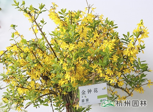pg电子模拟器(中国)官方网站